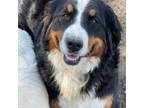 Bernese Mountain Dog Puppy for sale in Minerva, OH, USA