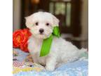 Maltipoo Puppy for sale in Lena, LA, USA