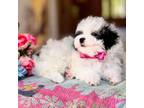 Maltipoo Puppy for sale in Lena, LA, USA