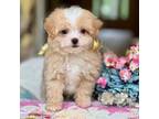 Maltipoo Puppy for sale in Lena, LA, USA