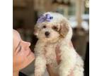 Maltipoo Puppy for sale in Lena, LA, USA
