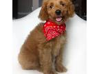 Goldendoodle Puppy for sale in Austin, TX, USA