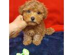 Maltipoo Puppy for sale in Conway, SC, USA