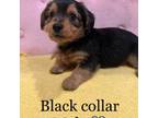 Yorkshire Terrier Puppy for sale in Rogers City, MI, USA