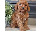 Poodle (Toy) Puppy for sale in Boyden, IA, USA