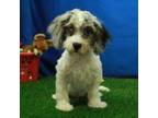 Cavapoo Puppy for sale in Hickory, NC, USA
