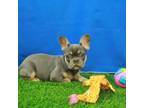 French Bulldog Puppy for sale in Hickory, NC, USA