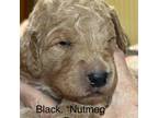 Goldendoodle Puppy for sale in Saranac, NY, USA