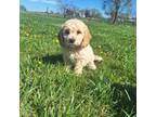 Cavapoo Puppy for sale in Centerville, IA, USA