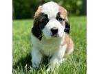 Saint Bernard Puppy for sale in Morgantown, PA, USA