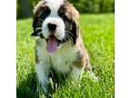 Saint Bernard Puppy for sale in Morgantown, PA, USA