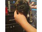 Lhasa Apso Puppy for sale in Shawnee, KS, USA