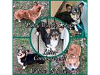 Pembroke Welsh Corgi Puppy for sale in Waskom, TX, USA