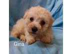 Gina