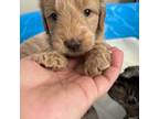 Mutt Puppy for sale in Dillwyn, VA, USA