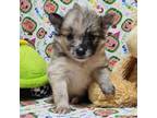 Pomeranian Puppy for sale in Richland, MO, USA