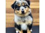 Miniature Australian Shepherd Puppy for sale in Picayune, MS, USA