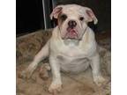 Bulldog Puppy for sale in Roseville, OH, USA