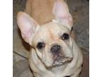 French Bulldog Puppy for sale in Roseville, OH, USA