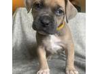 American Staffordshire Terrier Puppy for sale in Tacoma, WA, USA