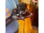 Havanese Puppy for sale in Douglasville, GA, USA
