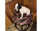Boston Terrier Puppy for sale in Batesburg, SC, USA