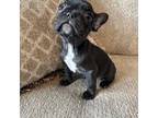 French Bulldog Puppy for sale in Pearland, TX, USA