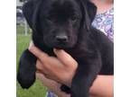 Gabby AKC English Labrador