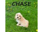 Chase