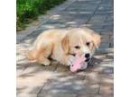 Golden Retriever Puppy for sale in Syracuse, IN, USA