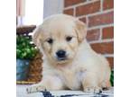 Golden Retriever Puppy for sale in Syracuse, IN, USA