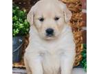 Golden Retriever Puppy for sale in Syracuse, IN, USA