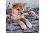 Shiba Inu Puppy for sale in Garden Grove, CA, USA