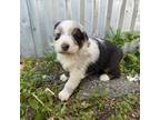 Australian Shepherd Puppy for sale in Free Soil, MI, USA
