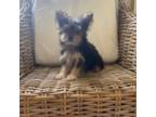 Yorkshire Terrier Puppy for sale in Thomasville, GA, USA