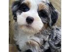 Mutt Puppy for sale in Raynham, MA, USA