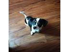 Miniature Pinscher Puppy for sale in Bridgeport, CT, USA