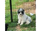 Aussiedoodle Puppy for sale in Edgemoor, SC, USA