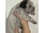 Mutt Puppy for sale in Round Lake, IL, USA