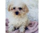 Maltipoo Puppy for sale in Merritt Island, FL, USA