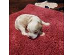Cavalier King Charles Spaniel Puppy for sale in Afton, TN, USA