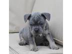 French Bulldog Puppy for sale in Shipshewana, IN, USA