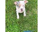 Olde Bulldog Puppy for sale in Salem, VA, USA
