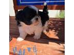 Shih Tzu Puppy for sale in Orange, CA, USA