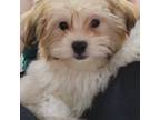 Bichon Frise Puppy for sale in Tampa, FL, USA