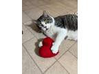 Adopt Cheeks a Gray, Blue or Silver Tabby Domestic Shorthair (short coat) cat in