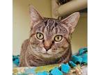 Adopt Sally 4788 a Tiger Striped Domestic Shorthair cat in Frankfort