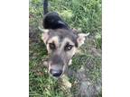 Adopt No name a Black - with Tan, Yellow or Fawn German Shepherd Dog / Husky /