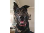 Adopt Eddie a Black - with Tan, Yellow or Fawn German Shepherd Dog dog in