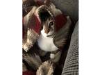 Adopt Zoey a Tiger Striped Domestic Shorthair / Mixed (short coat) cat in